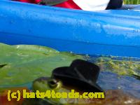 /home//u458753944/public_html/sourcegallery//Frogs/More bullfrogs/P8180210.JPG